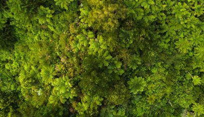Canopy